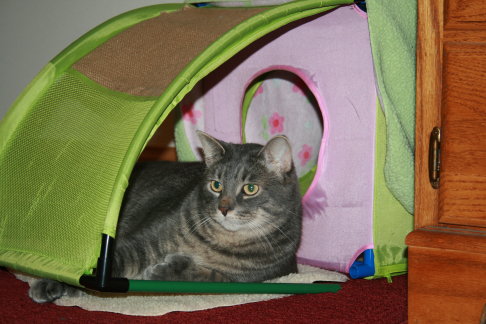 Picture of a cat / kitten / feline