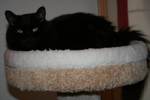 Picture of a cat / kitten / feline