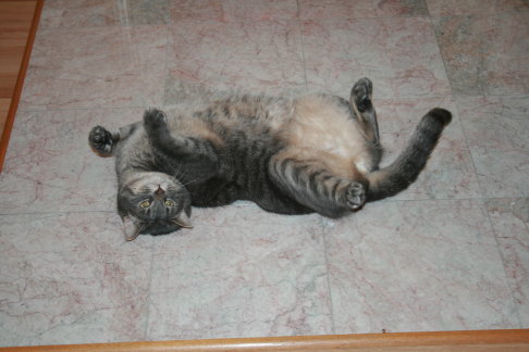 Picture of a cat / kitten / feline