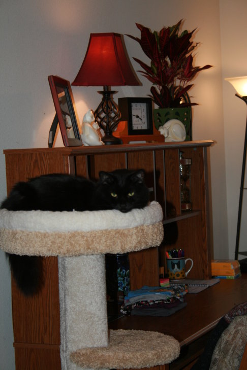 Picture of a cat / kitten / feline