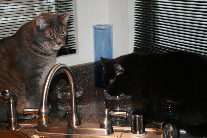 Picture of a cat / kitten / feline