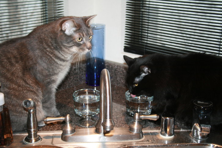 Picture of a cat / kitten / feline