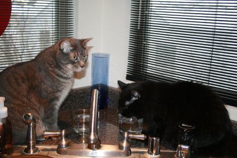 Picture of a cat / kitten / feline