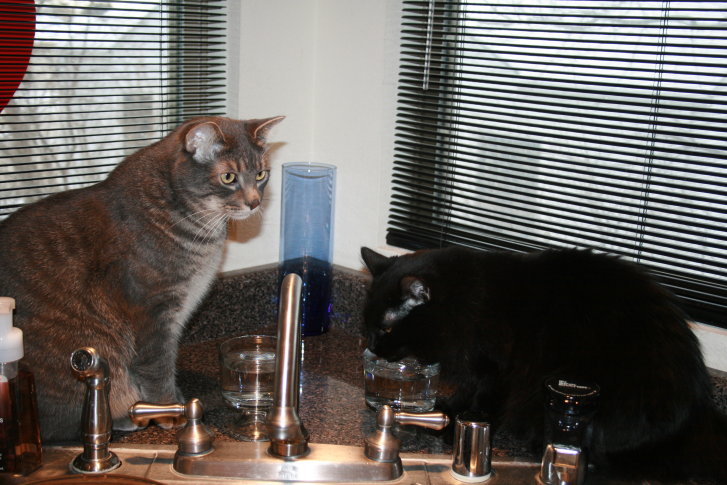 Picture of a cat / kitten / feline