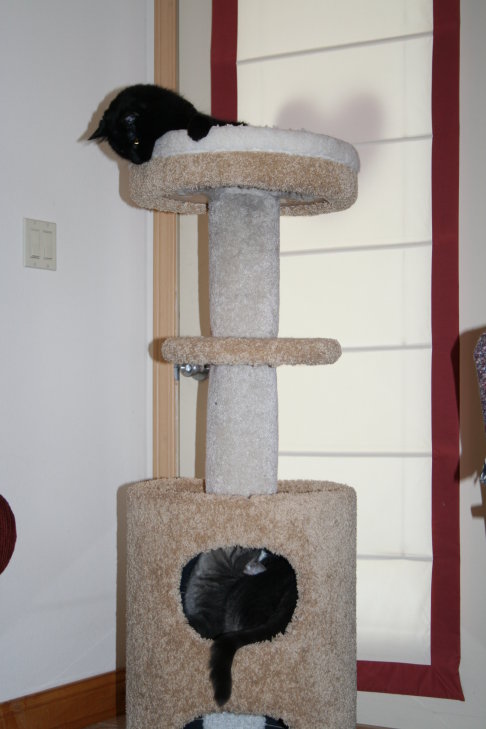 Picture of a cat / kitten / feline