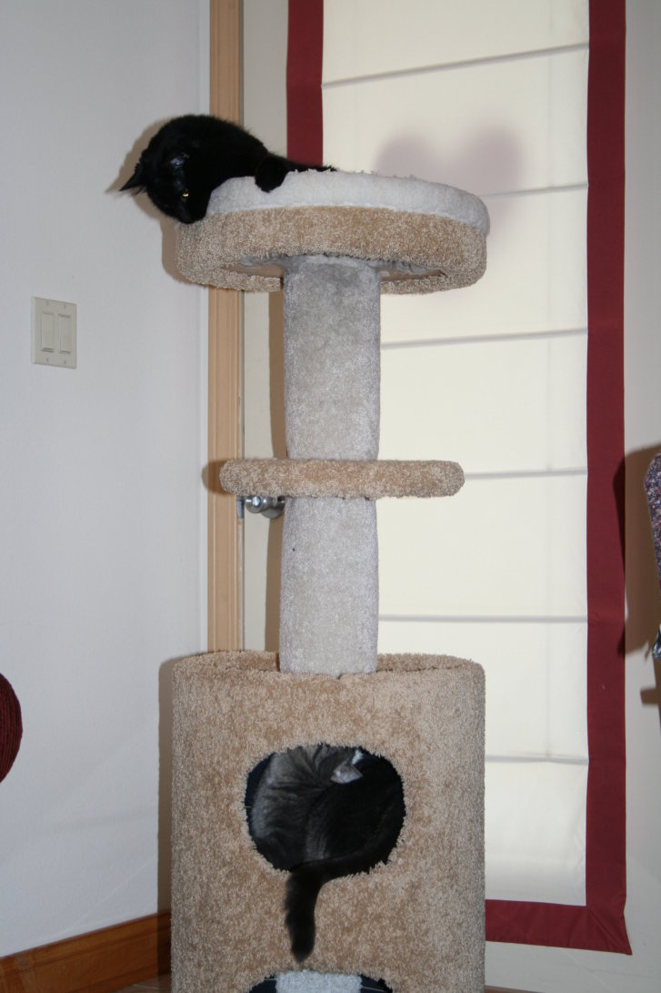 Picture of a cat / kitten / feline