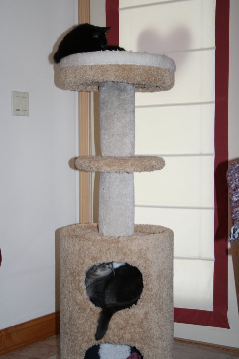 Picture of a cat / kitten / feline