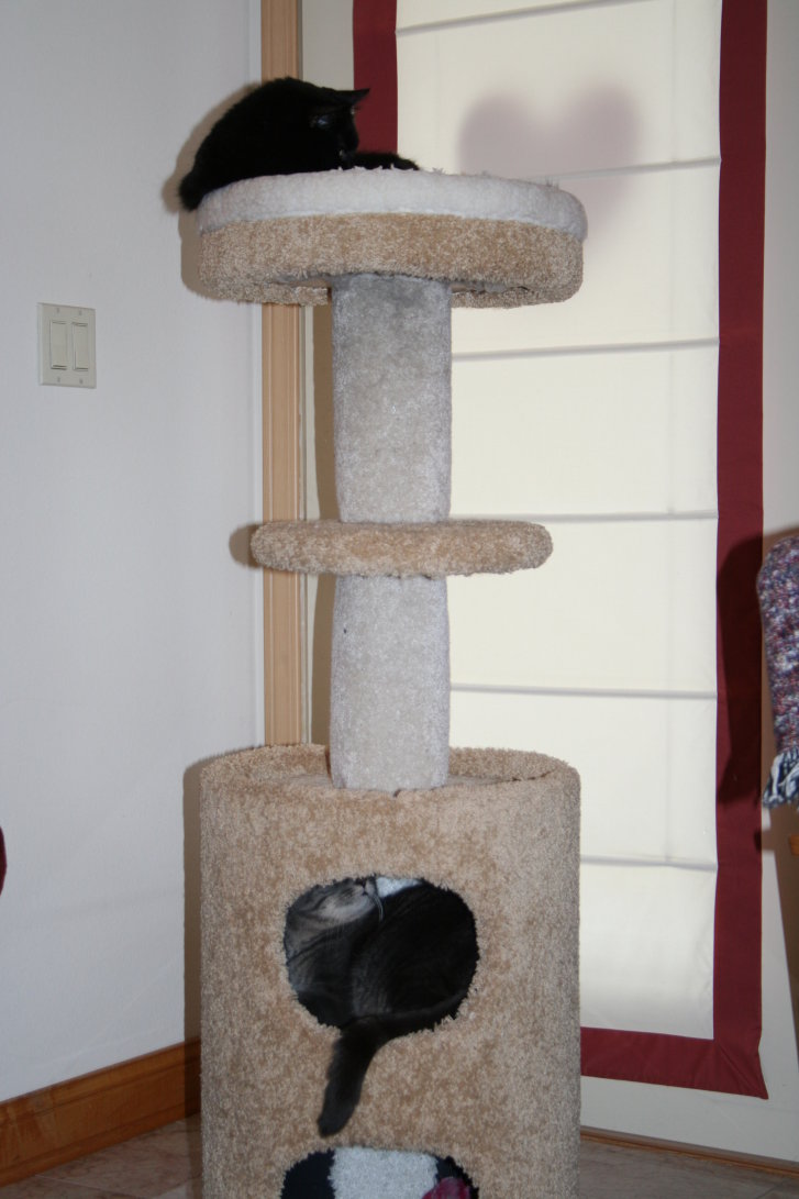 Picture of a cat / kitten / feline