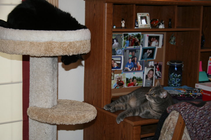 Picture of a cat / kitten / feline