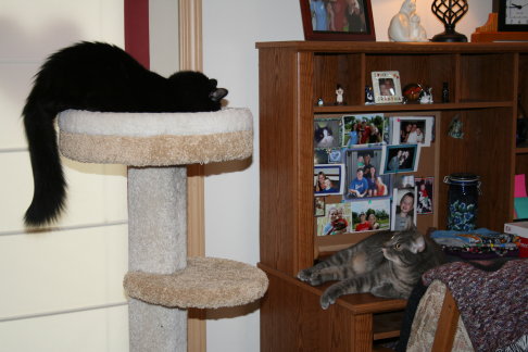 Picture of a cat / kitten / feline