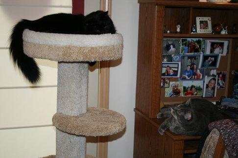 Picture of a cat / kitten / feline