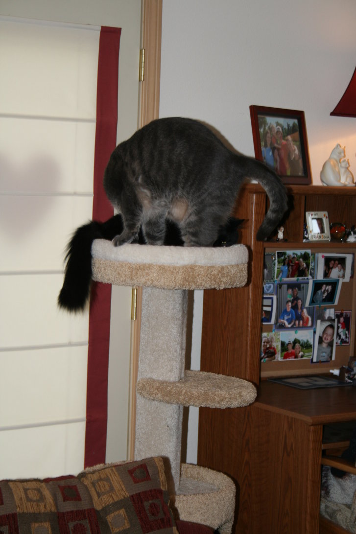 Picture of a cat / kitten / feline