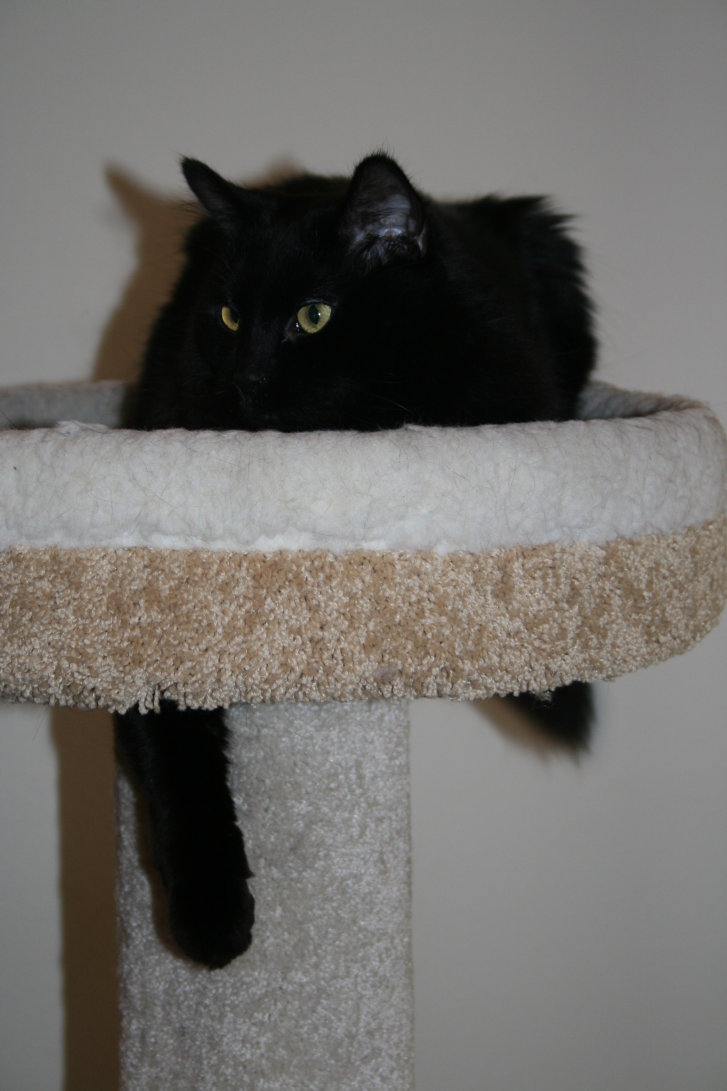 Picture of a cat / kitten / feline