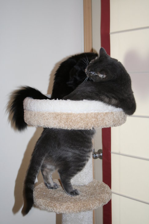 Picture of a cat / kitten / feline