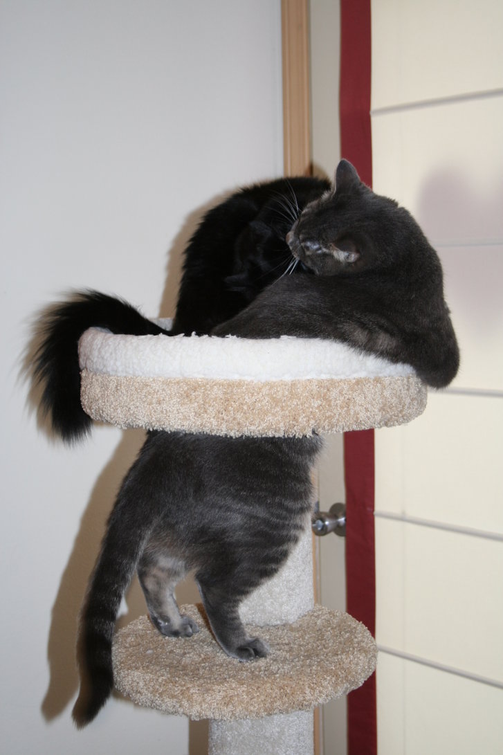 Picture of a cat / kitten / feline