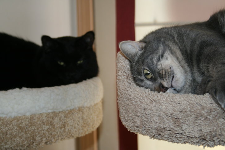 Picture of a cat / kitten / feline