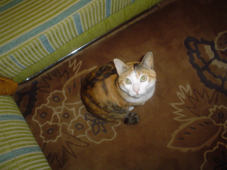 Picture of a cat / kitten / feline