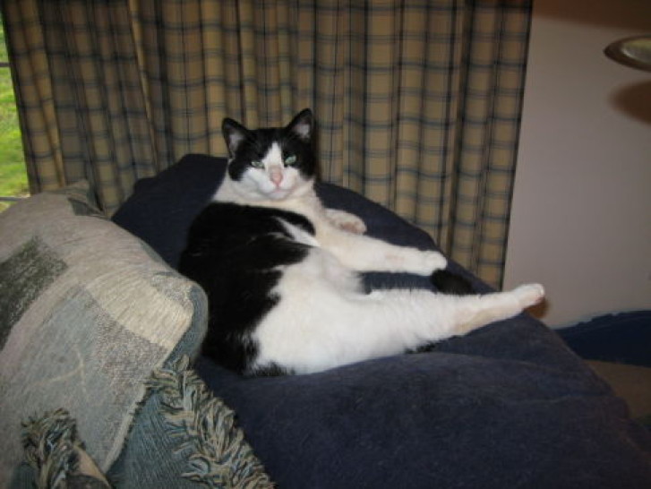 Picture of a cat / kitten / feline