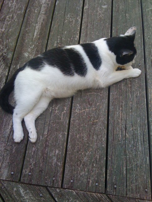 Picture of a cat / kitten / feline