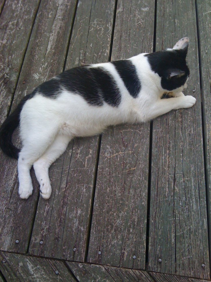 Picture of a cat / kitten / feline