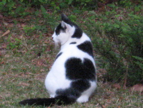 Picture of a cat / kitten / feline