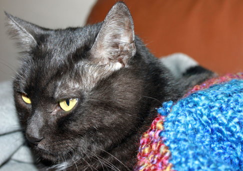 Picture of a cat / kitten / feline