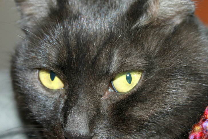 Picture of a cat / kitten / feline