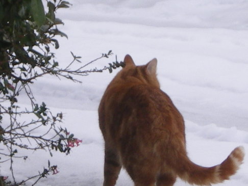 Picture of a cat / kitten / feline