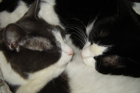 Picture of a cat / kitten / feline