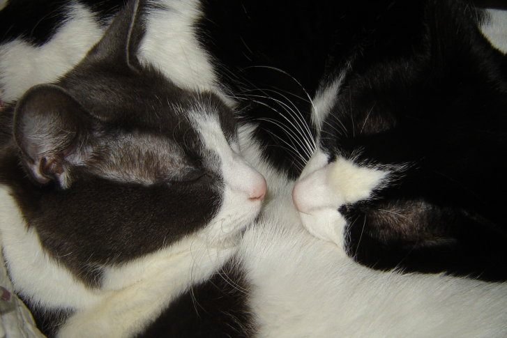 Picture of a cat / kitten / feline