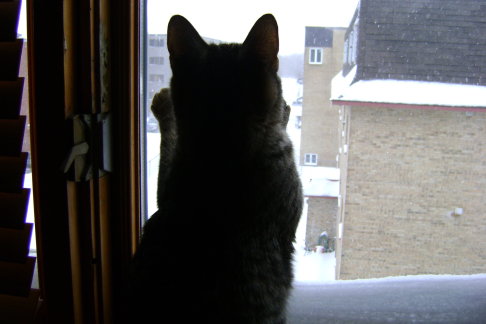 Picture of a cat / kitten / feline