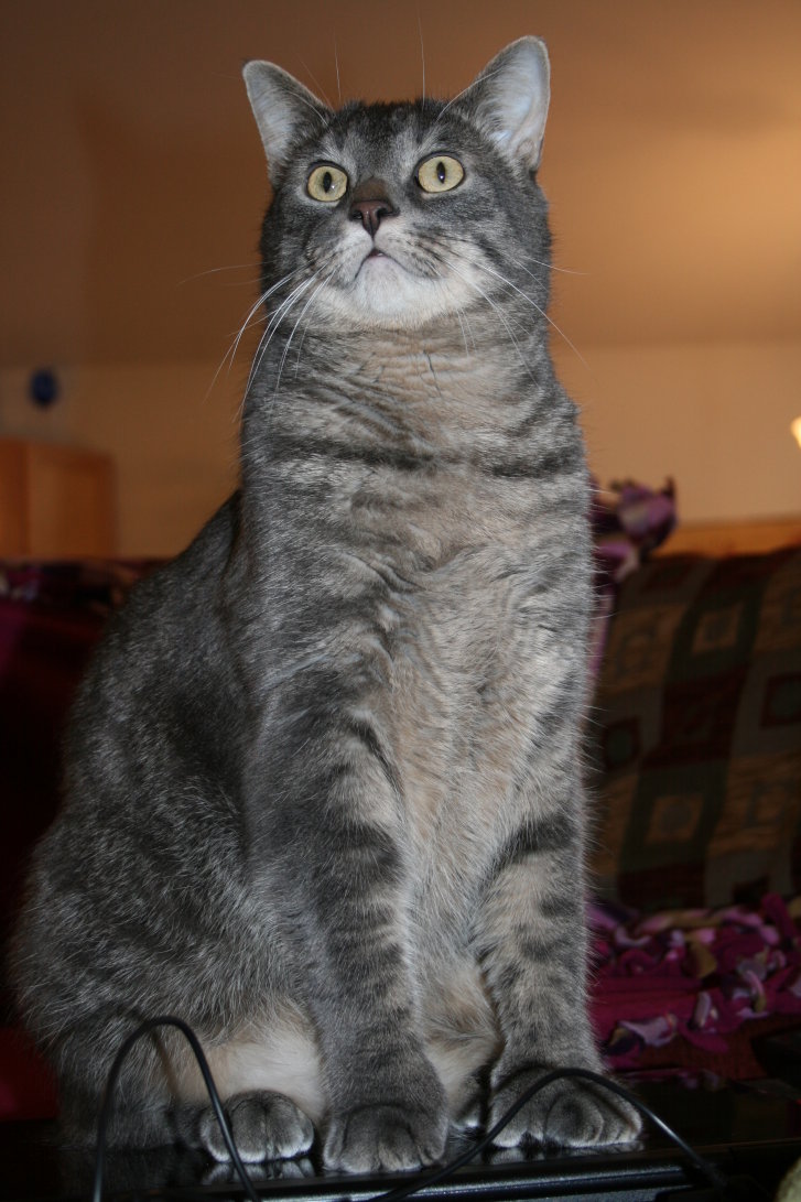 Picture of a cat / kitten / feline