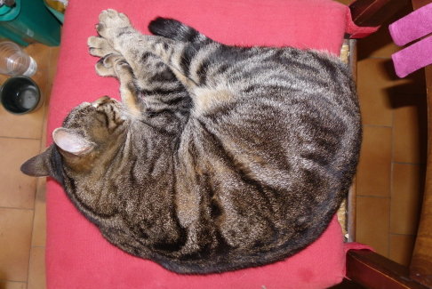 Picture of a cat / kitten / feline