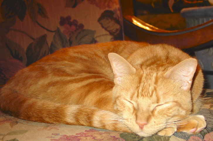 Picture of a cat / kitten / feline