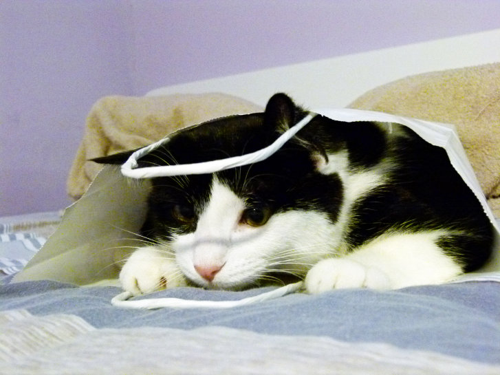 Picture of a cat / kitten / feline