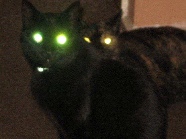 Picture of a cat / kitten / feline