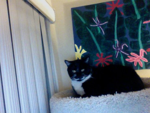 Picture of a cat / kitten / feline