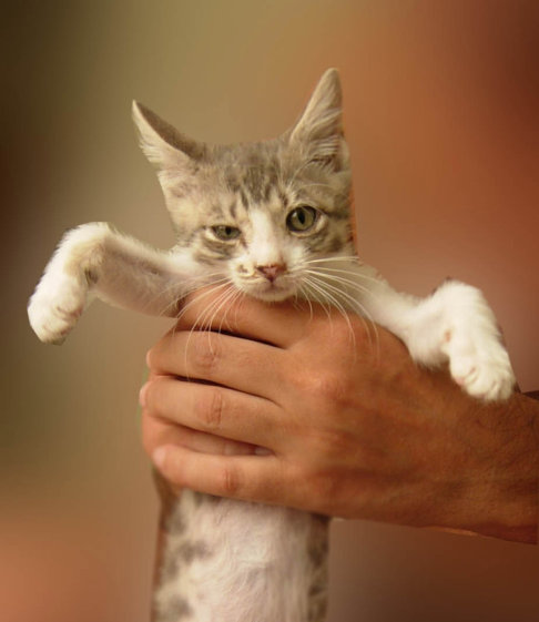 Picture of a cat / kitten / feline