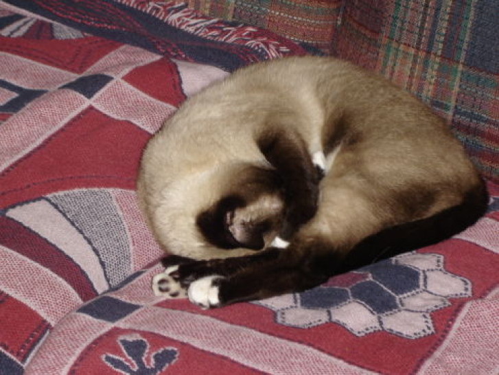 Picture of a cat / kitten / feline