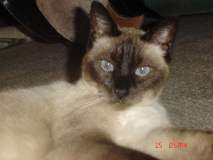 Picture of a cat / kitten / feline