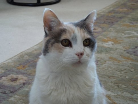 Picture of a cat / kitten / feline