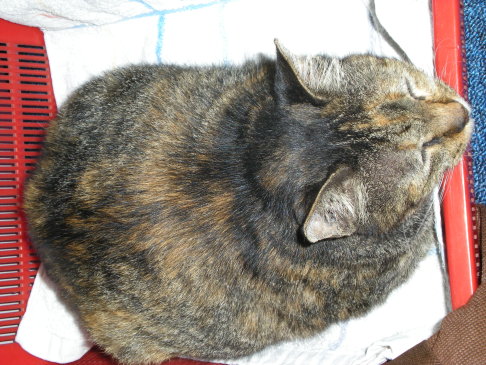 Picture of a cat / kitten / feline