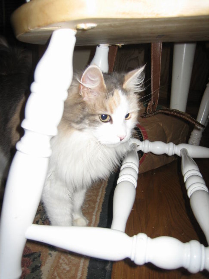 Picture of a cat / kitten / feline