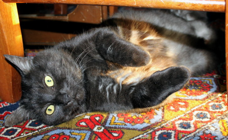 Picture of a cat / kitten / feline