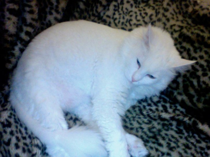 Picture of a cat / kitten / feline