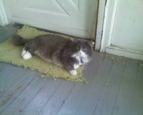 Picture of a cat / kitten / feline