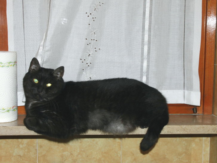 Picture of a cat / kitten / feline