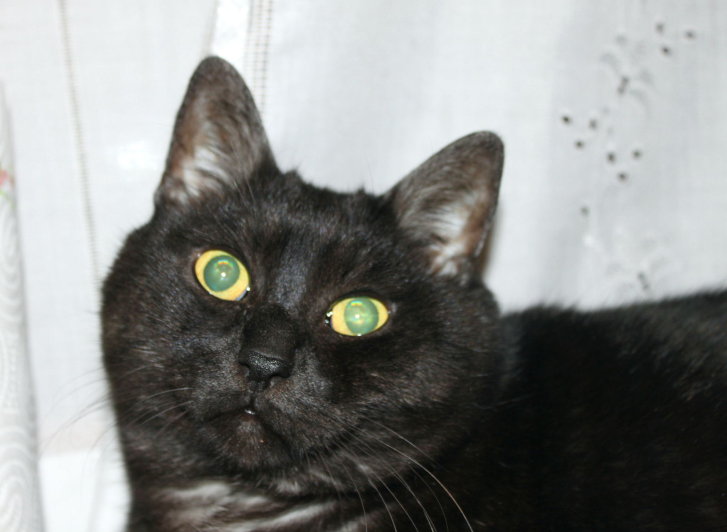 Picture of a cat / kitten / feline