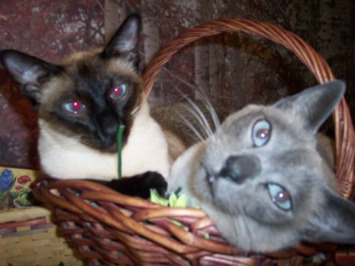 Picture of a cat / kitten / feline