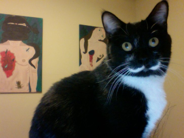 Picture of a cat / kitten / feline